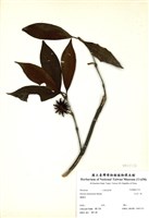 藏品(臺灣八角)的圖片